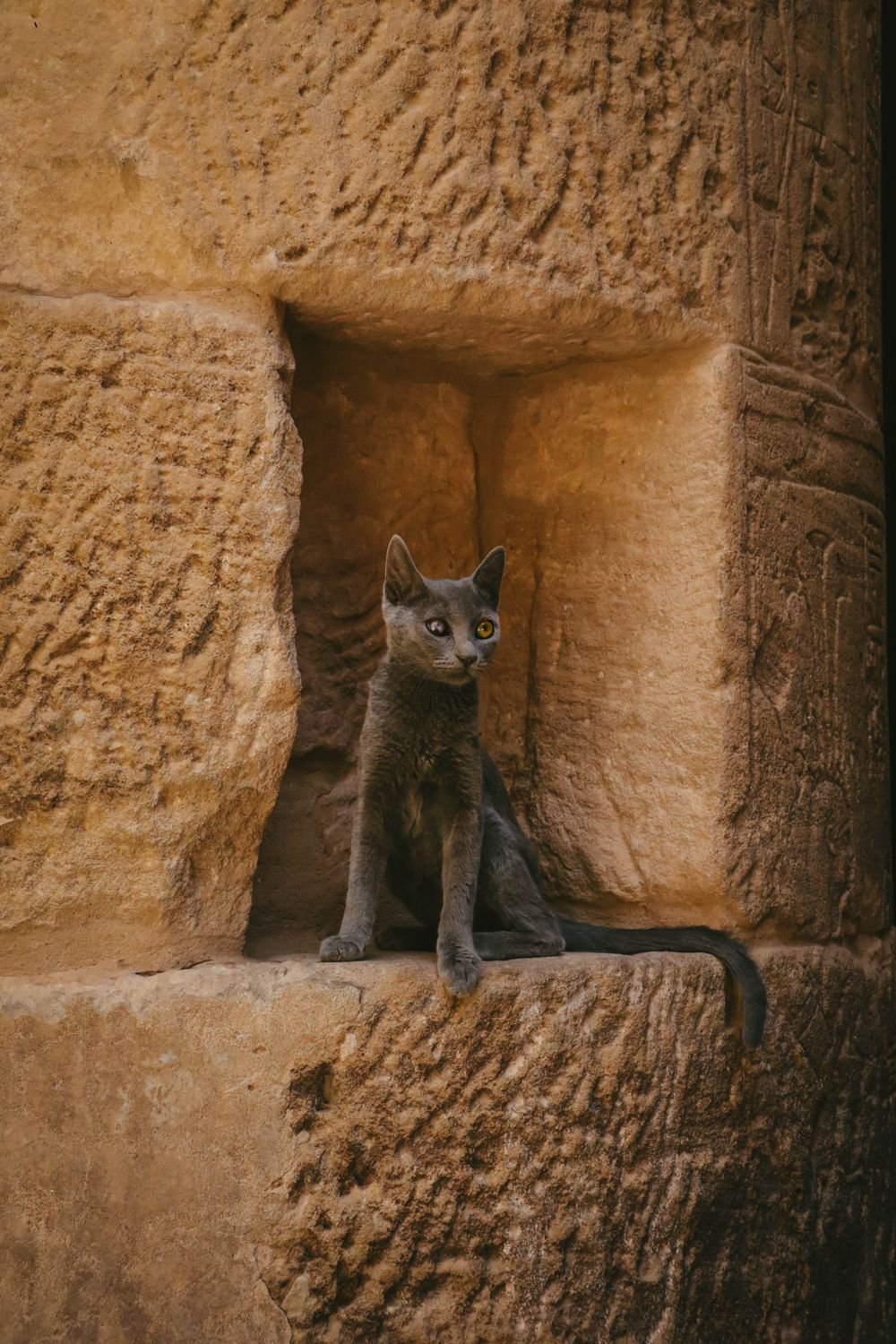 Gato junto a un muro antiguo egipcio